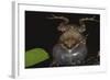 Singing Tungara Frog in Water-W. Perry Conway-Framed Photographic Print