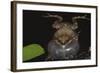 Singing Tungara Frog in Water-W. Perry Conway-Framed Photographic Print