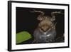 Singing Tungara Frog in Water-W. Perry Conway-Framed Photographic Print