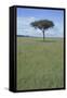 Single Acacia on the Savanna-DLILLC-Framed Stretched Canvas