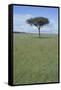 Single Acacia on the Savanna-DLILLC-Framed Stretched Canvas