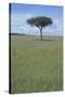 Single Acacia on the Savanna-DLILLC-Stretched Canvas