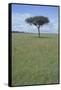 Single Acacia on the Savanna-DLILLC-Framed Stretched Canvas