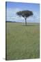 Single Acacia on the Savanna-DLILLC-Stretched Canvas