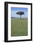 Single Acacia on the Savanna-DLILLC-Framed Photographic Print