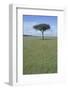 Single Acacia on the Savanna-DLILLC-Framed Photographic Print