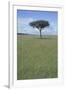 Single Acacia on the Savanna-DLILLC-Framed Photographic Print