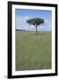 Single Acacia on the Savanna-DLILLC-Framed Photographic Print