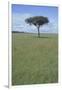 Single Acacia on the Savanna-DLILLC-Framed Photographic Print