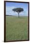 Single Acacia on the Savanna-DLILLC-Framed Photographic Print