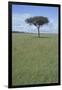 Single Acacia on the Savanna-DLILLC-Framed Photographic Print