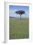 Single Acacia on the Savanna-DLILLC-Framed Photographic Print