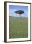 Single Acacia on the Savanna-DLILLC-Framed Photographic Print