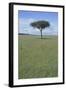 Single Acacia on the Savanna-DLILLC-Framed Photographic Print