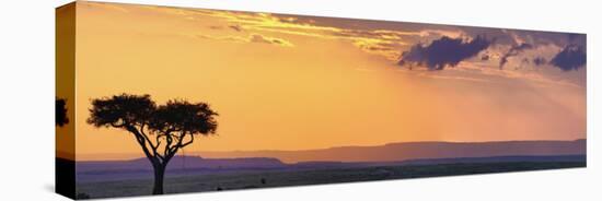 Single Acacia Tree at Sunset, Masai Mara Game Reserve, Kenya-Adam Jones-Stretched Canvas