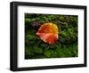 Single autumn leaf lying on moss-Panoramic Images-Framed Photographic Print