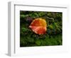 Single autumn leaf lying on moss-Panoramic Images-Framed Photographic Print