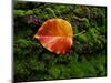 Single autumn leaf lying on moss-Panoramic Images-Mounted Photographic Print