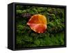 Single autumn leaf lying on moss-Panoramic Images-Framed Stretched Canvas