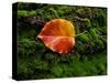 Single autumn leaf lying on moss-Panoramic Images-Stretched Canvas