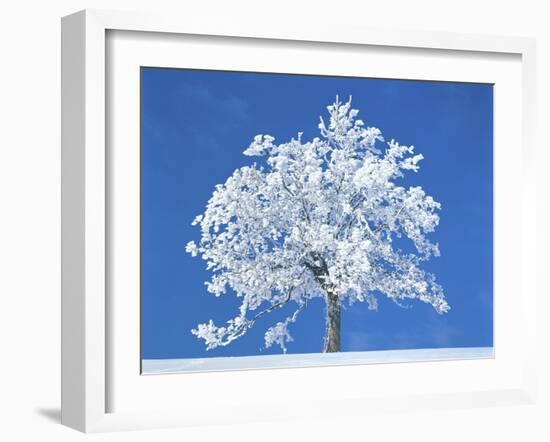 Single beech in the black forest, Germany-Herbert Kehrer-Framed Premium Photographic Print