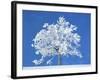 Single beech in the black forest, Germany-Herbert Kehrer-Framed Photographic Print