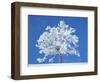 Single beech in the black forest, Germany-Herbert Kehrer-Framed Photographic Print