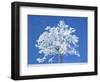 Single beech in the black forest, Germany-Herbert Kehrer-Framed Photographic Print