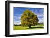 Single Beech Tree-filmfoto-Framed Photographic Print