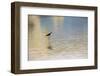 Single Black-necked stilt standing together with reflection on water, South Padre Island, Texas-Adam Jones-Framed Photographic Print