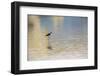 Single Black-necked stilt standing together with reflection on water, South Padre Island, Texas-Adam Jones-Framed Photographic Print