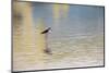 Single Black-necked stilt standing together with reflection on water, South Padre Island, Texas-Adam Jones-Mounted Photographic Print