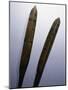 Single bladed paddles used to propel kayaks-Werner Forman-Mounted Giclee Print