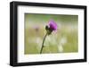 single blossom of the cirsium-Klaus Scholz-Framed Photographic Print