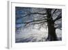 Single Broad-Leaved Tree with Hoarfrost in Winter Scenery, Triebtal, Vogtland, Saxony, Germany-Falk Hermann-Framed Photographic Print