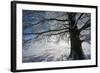 Single Broad-Leaved Tree with Hoarfrost in Winter Scenery, Triebtal, Vogtland, Saxony, Germany-Falk Hermann-Framed Photographic Print