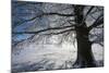 Single Broad-Leaved Tree with Hoarfrost in Winter Scenery, Triebtal, Vogtland, Saxony, Germany-Falk Hermann-Mounted Photographic Print