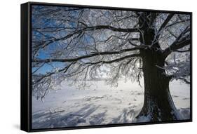 Single Broad-Leaved Tree with Hoarfrost in Winter Scenery, Triebtal, Vogtland, Saxony, Germany-Falk Hermann-Framed Stretched Canvas