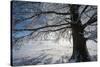 Single Broad-Leaved Tree with Hoarfrost in Winter Scenery, Triebtal, Vogtland, Saxony, Germany-Falk Hermann-Stretched Canvas