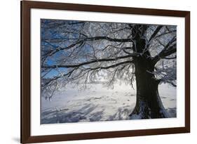 Single Broad-Leaved Tree with Hoarfrost in Winter Scenery, Triebtal, Vogtland, Saxony, Germany-Falk Hermann-Framed Photographic Print