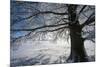 Single Broad-Leaved Tree with Hoarfrost in Winter Scenery, Triebtal, Vogtland, Saxony, Germany-Falk Hermann-Mounted Photographic Print