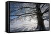 Single Broad-Leaved Tree with Hoarfrost in Winter Scenery, Triebtal, Vogtland, Saxony, Germany-Falk Hermann-Framed Stretched Canvas