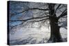 Single Broad-Leaved Tree with Hoarfrost in Winter Scenery, Triebtal, Vogtland, Saxony, Germany-Falk Hermann-Stretched Canvas