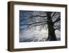 Single Broad-Leaved Tree with Hoarfrost in Winter Scenery, Triebtal, Vogtland, Saxony, Germany-Falk Hermann-Framed Photographic Print