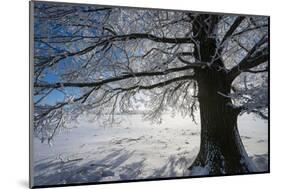 Single Broad-Leaved Tree with Hoarfrost in Winter Scenery, Triebtal, Vogtland, Saxony, Germany-Falk Hermann-Mounted Photographic Print