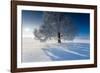 Single Broad-Leaved Tree with Hoarfrost in Winter Scenery, Triebtal, Vogtland, Saxony, Germany-Falk Hermann-Framed Photographic Print