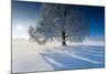 Single Broad-Leaved Tree with Hoarfrost in Winter Scenery, Triebtal, Vogtland, Saxony, Germany-Falk Hermann-Mounted Photographic Print