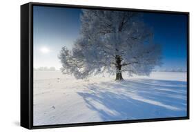 Single Broad-Leaved Tree with Hoarfrost in Winter Scenery, Triebtal, Vogtland, Saxony, Germany-Falk Hermann-Framed Stretched Canvas