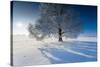 Single Broad-Leaved Tree with Hoarfrost in Winter Scenery, Triebtal, Vogtland, Saxony, Germany-Falk Hermann-Stretched Canvas