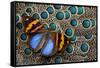 Single Butterfly on Malayan Peacock-Pheasant Feather Design-Darrell Gulin-Framed Stretched Canvas